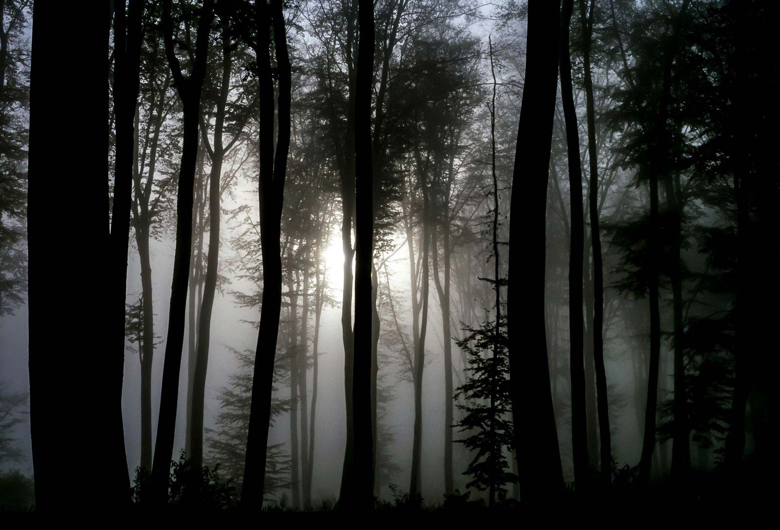 Lire la suite à propos de l’article La belle image, Saint Jean aux Bois