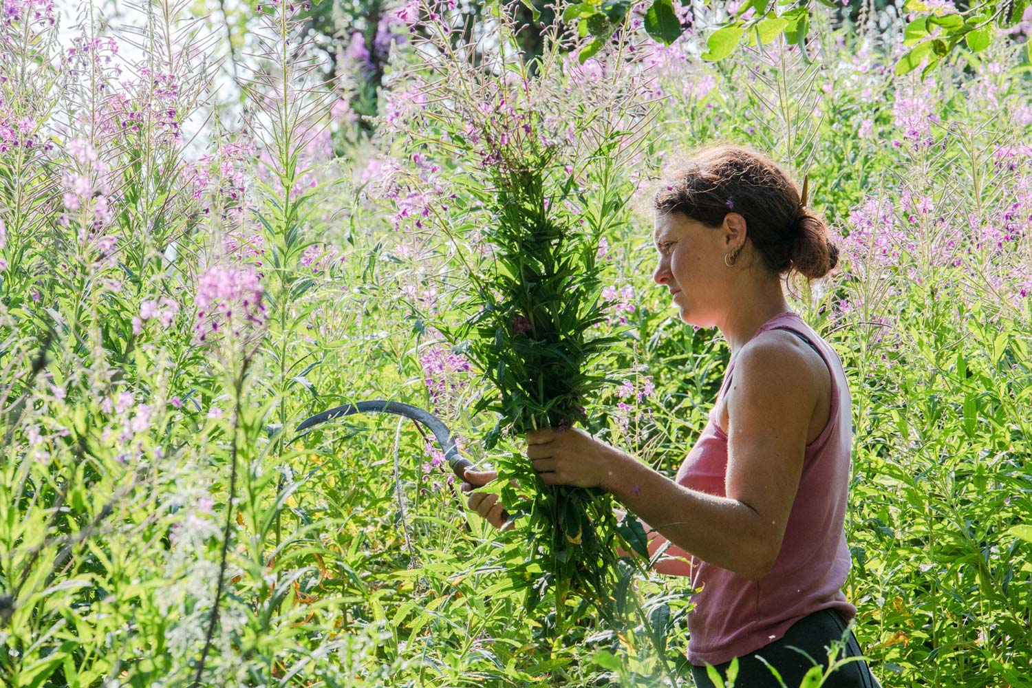 Lire la suite à propos de l’article Laure Barthomeuf I Fleurs Sauvages