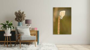 idée cadeau photo Noël