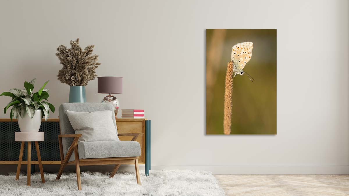 idée cadeau photo Noël