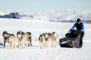 musher chiens de traîneau