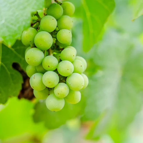 création site internet Foix