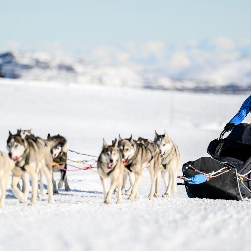 musher chiens de traîneau